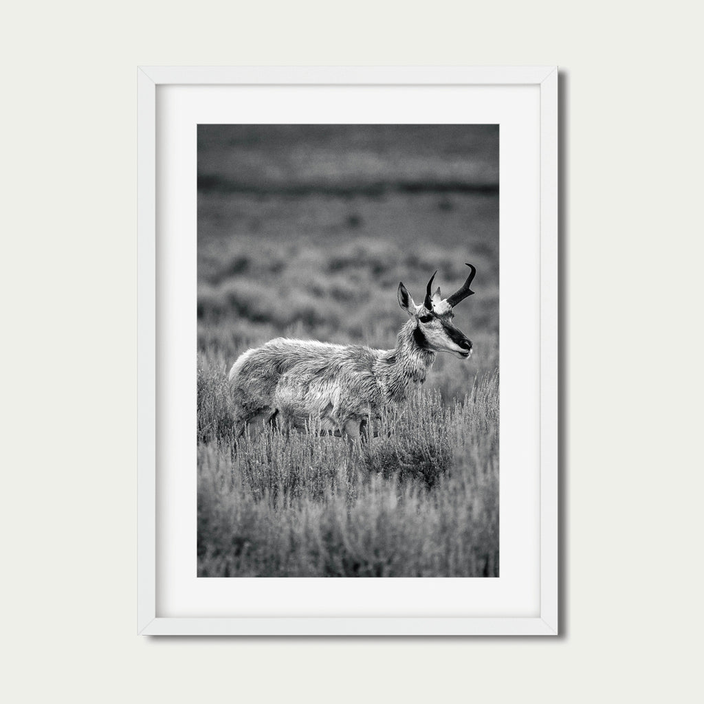 The Veteran | Yellowstone Wildlife Fine Art Print