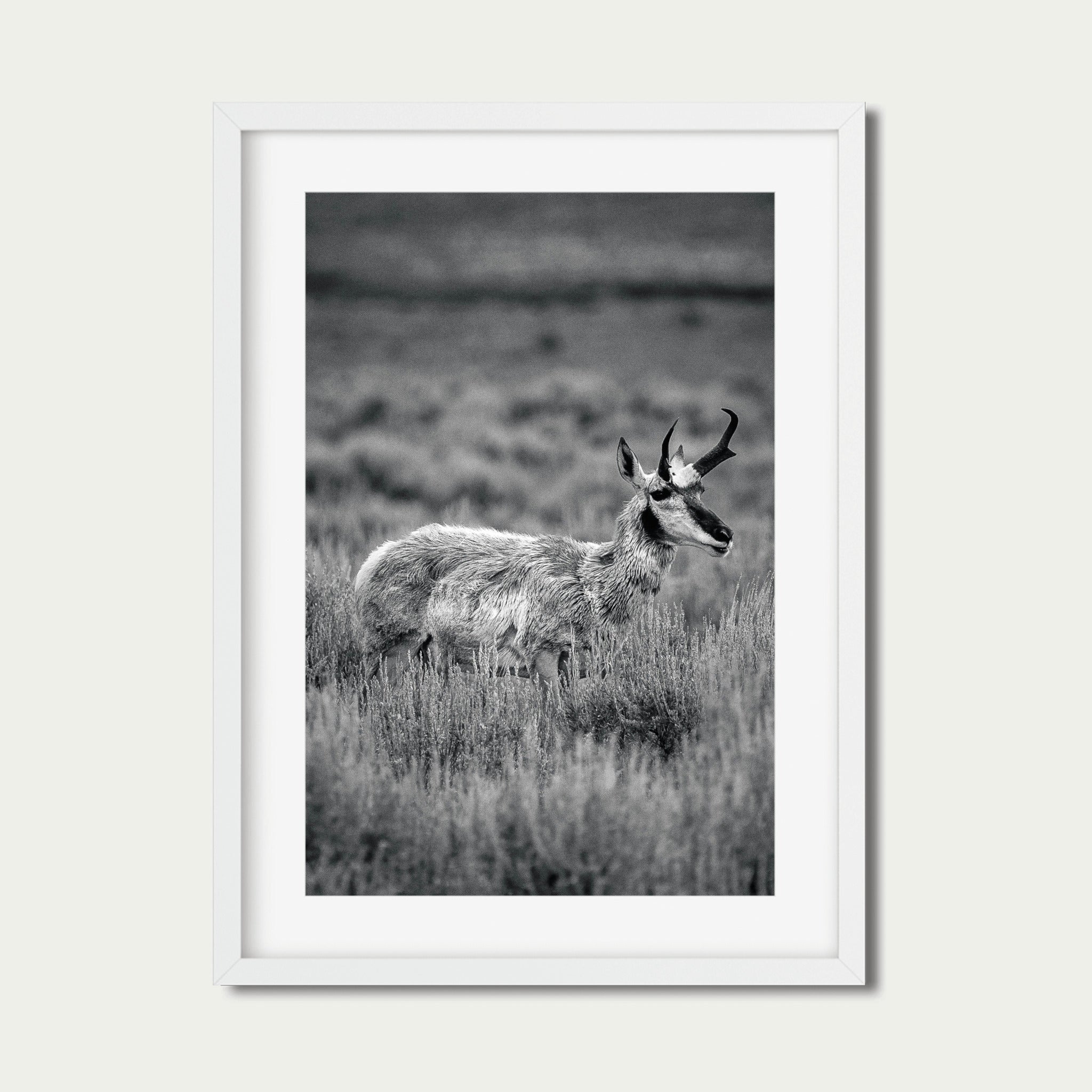 The Veteran | Yellowstone Wildlife Fine Art Print