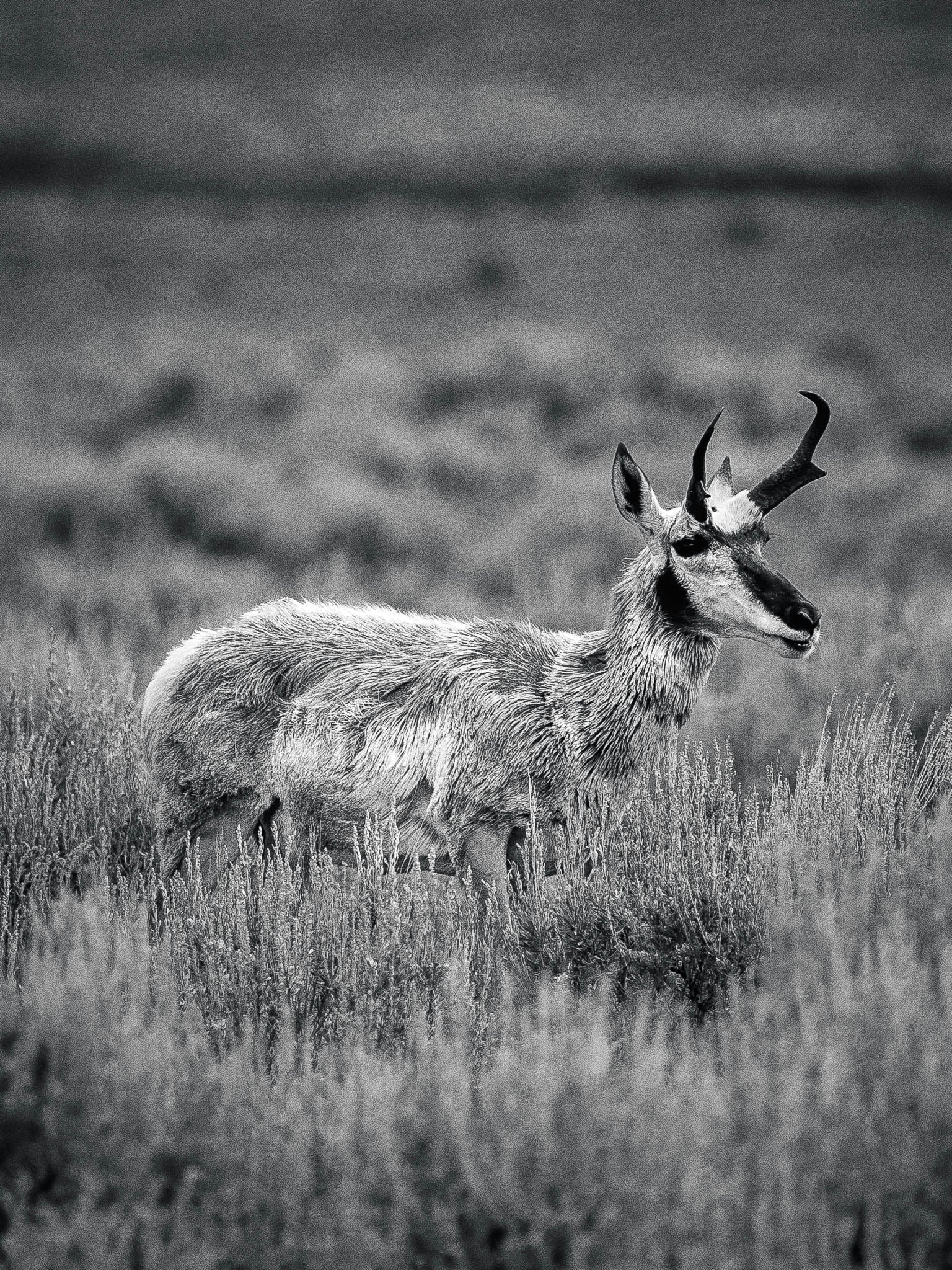 The Veteran | Yellowstone Wildlife Fine Art Print
