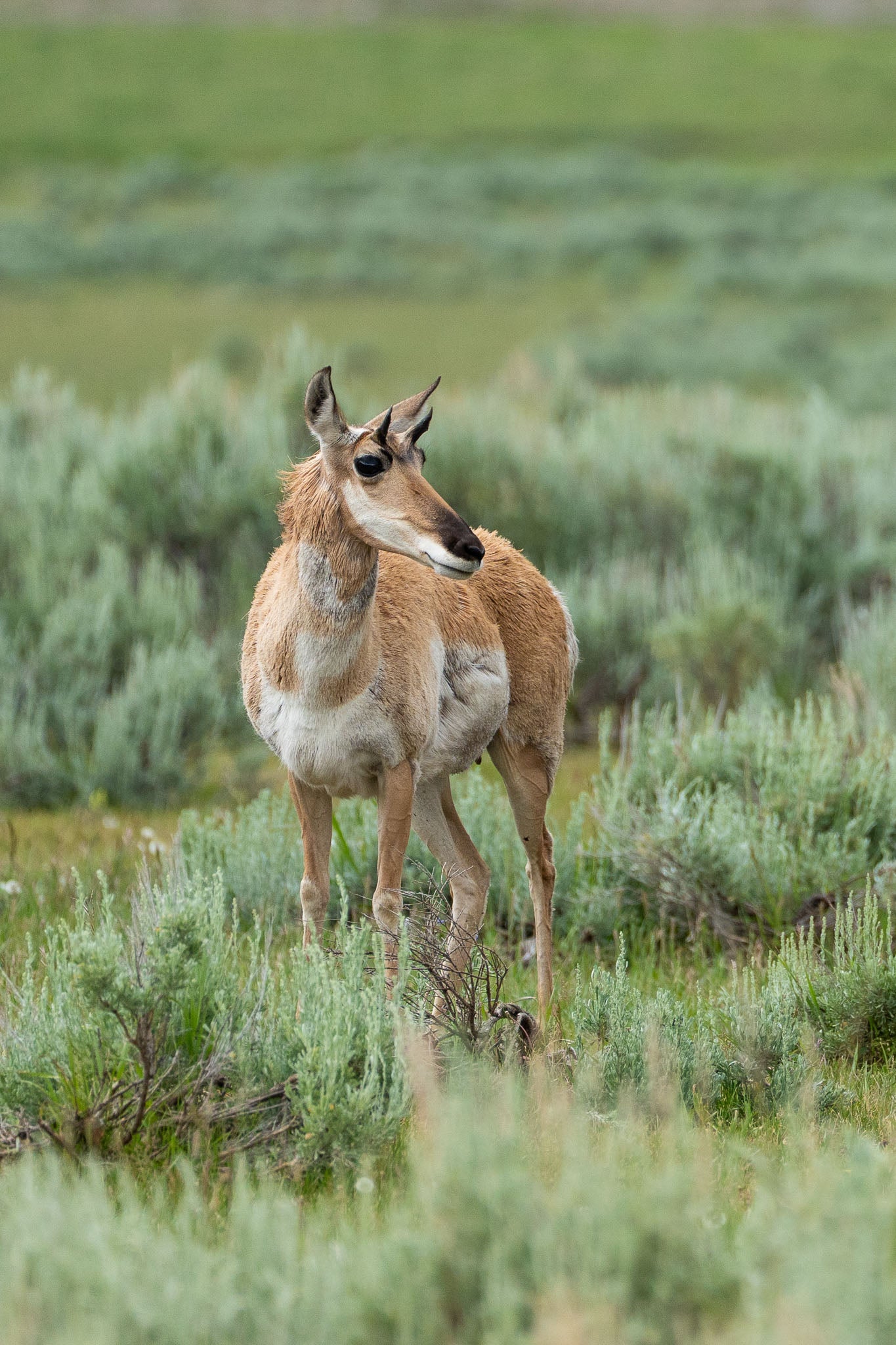 The Watcher | Yellowstone Wildlife Fine Art Print
