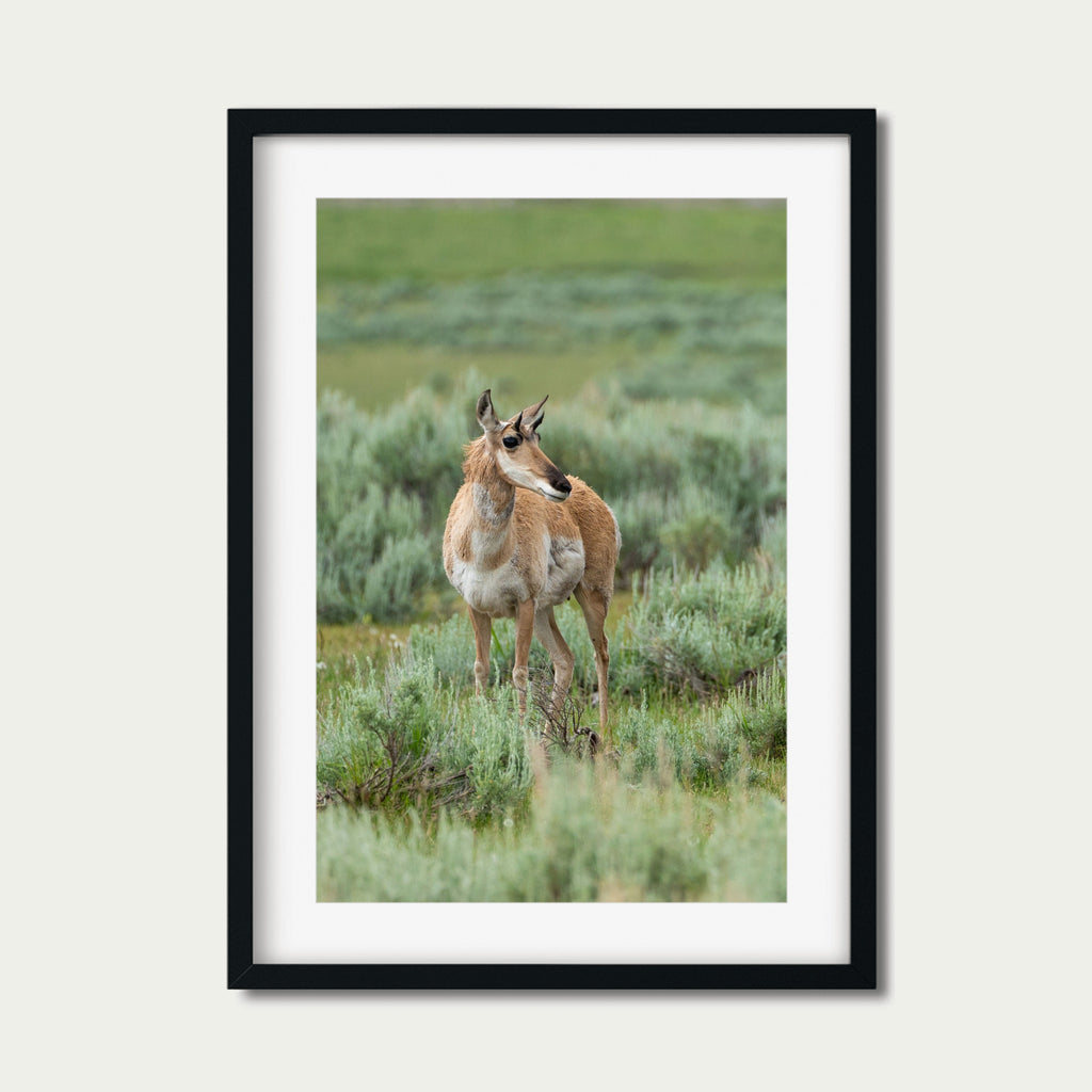 The Watcher | Yellowstone Wildlife Fine Art Print