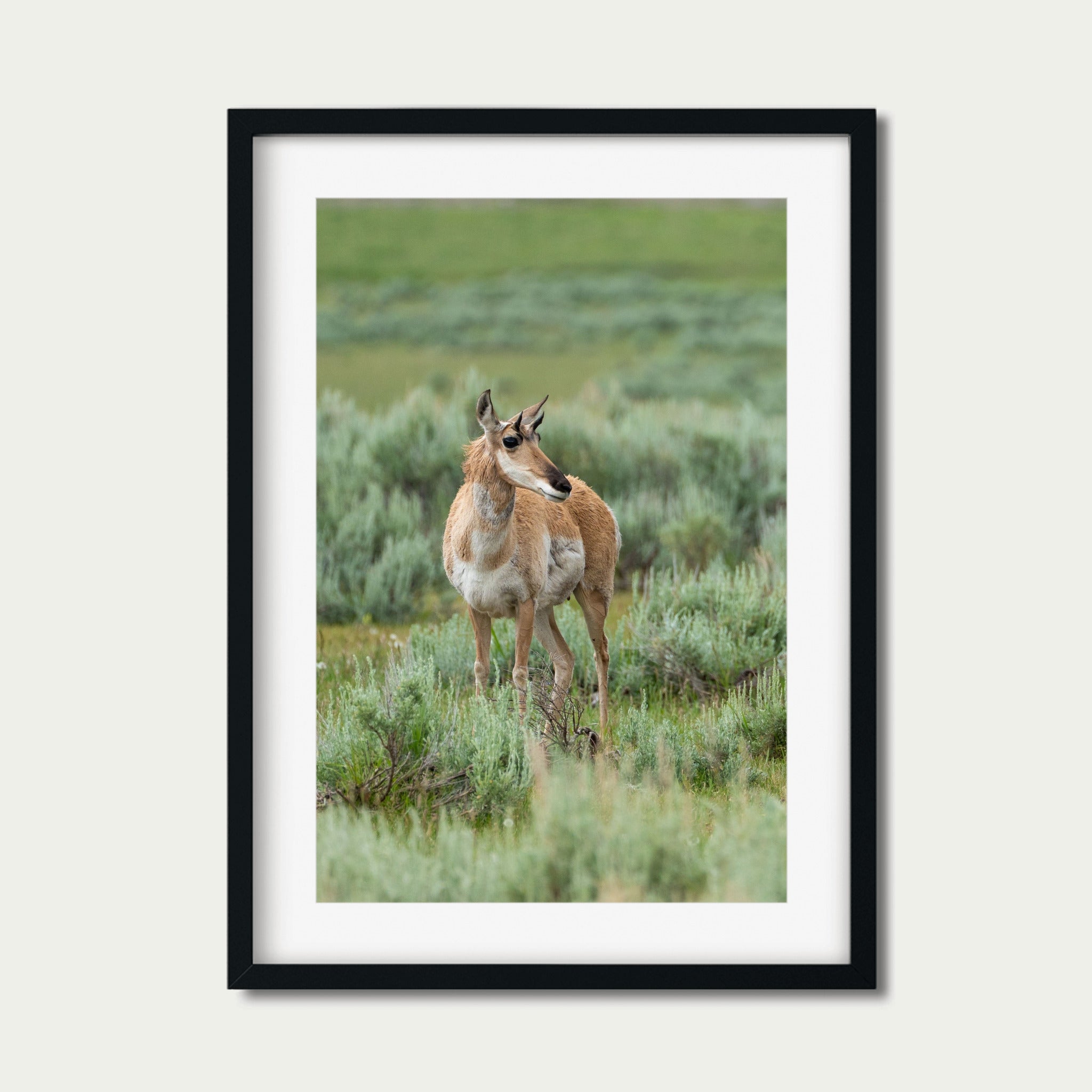 The Watcher | Yellowstone Wildlife Fine Art Print