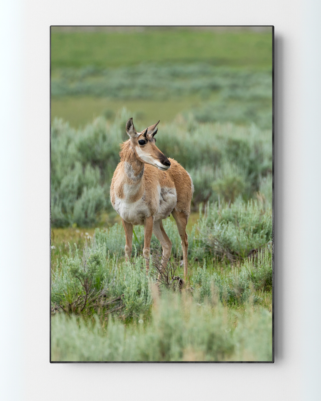 The Watcher | Yellowstone Wildlife Fine Art Print