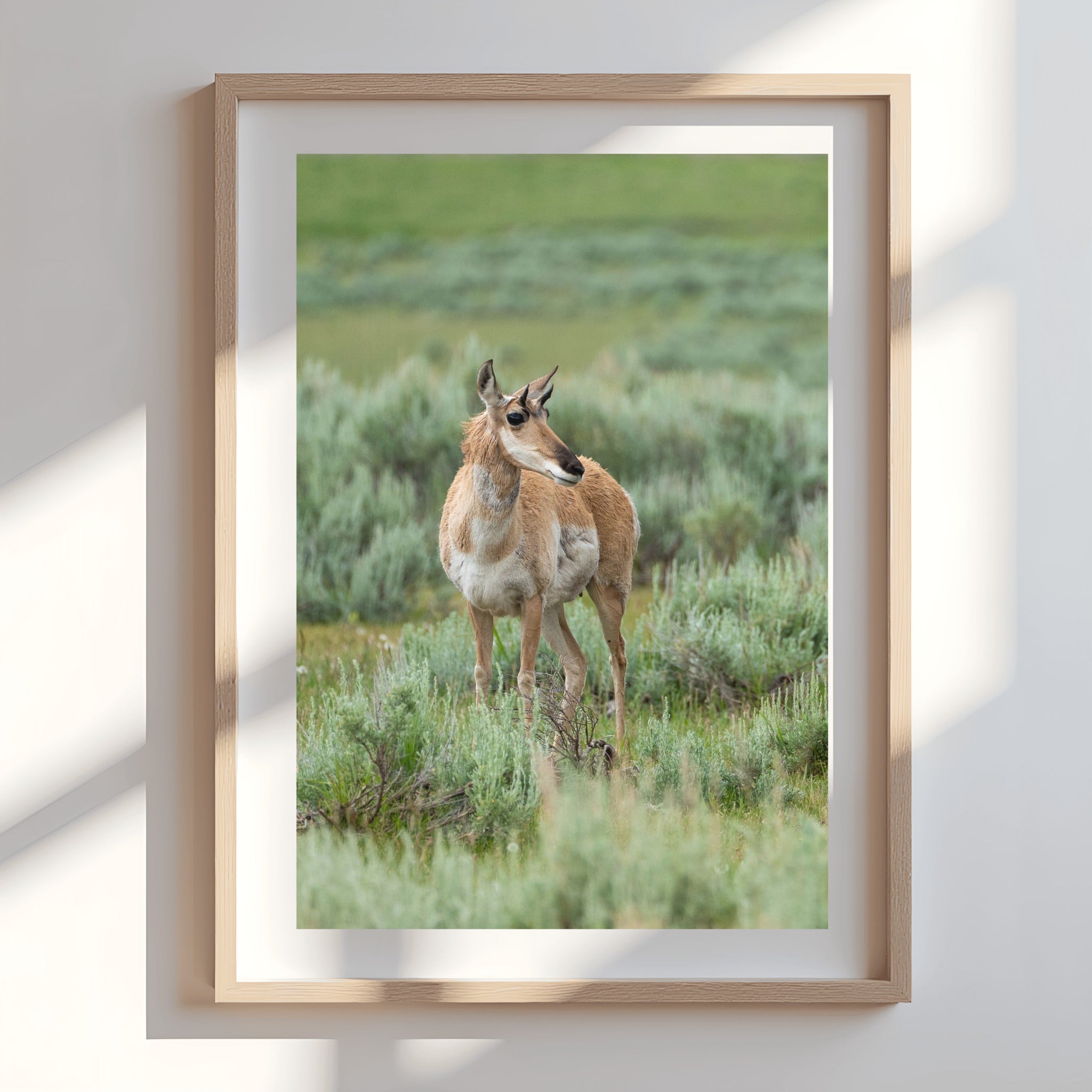 The Watcher | Yellowstone Wildlife Fine Art Print