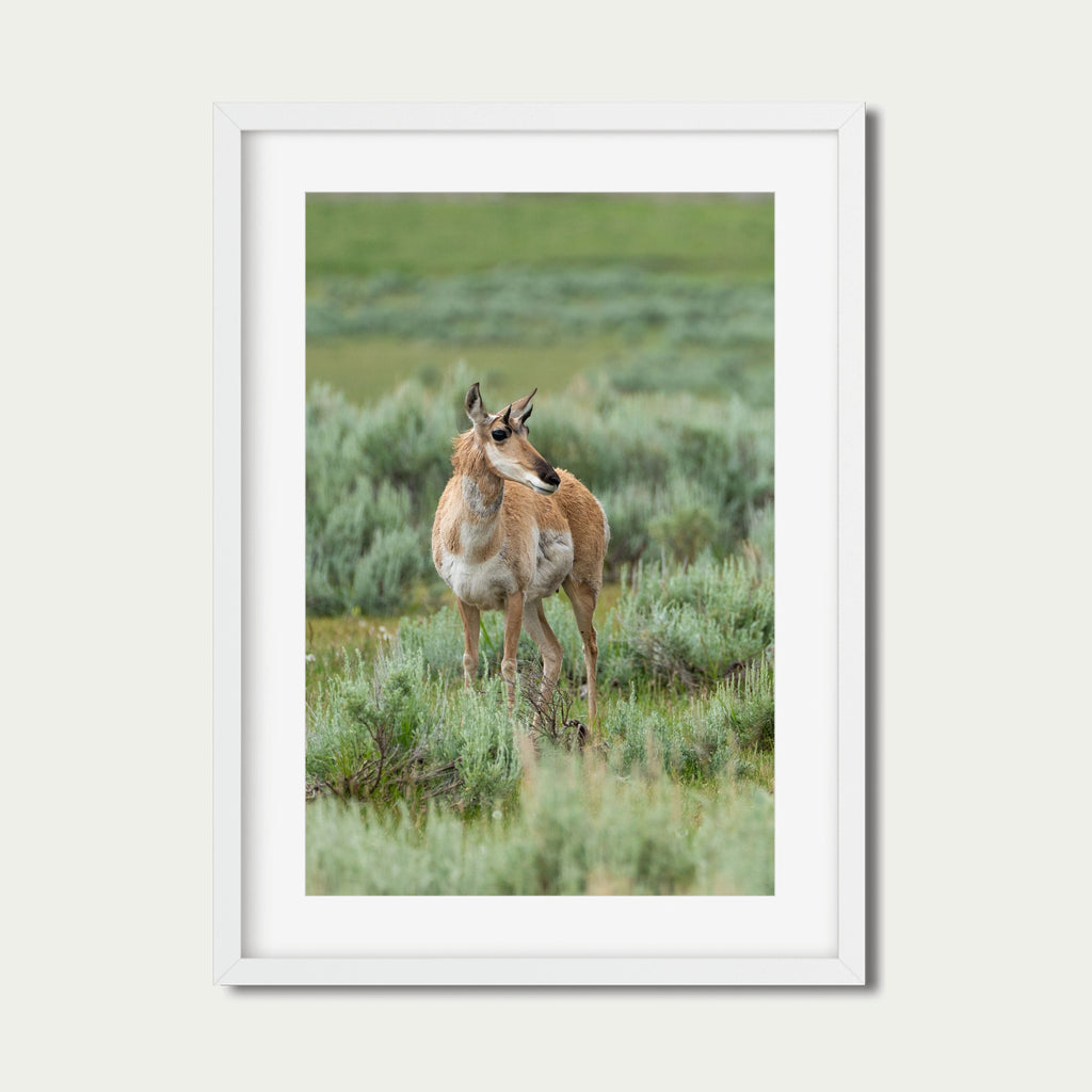 The Watcher | Yellowstone Wildlife Fine Art Print
