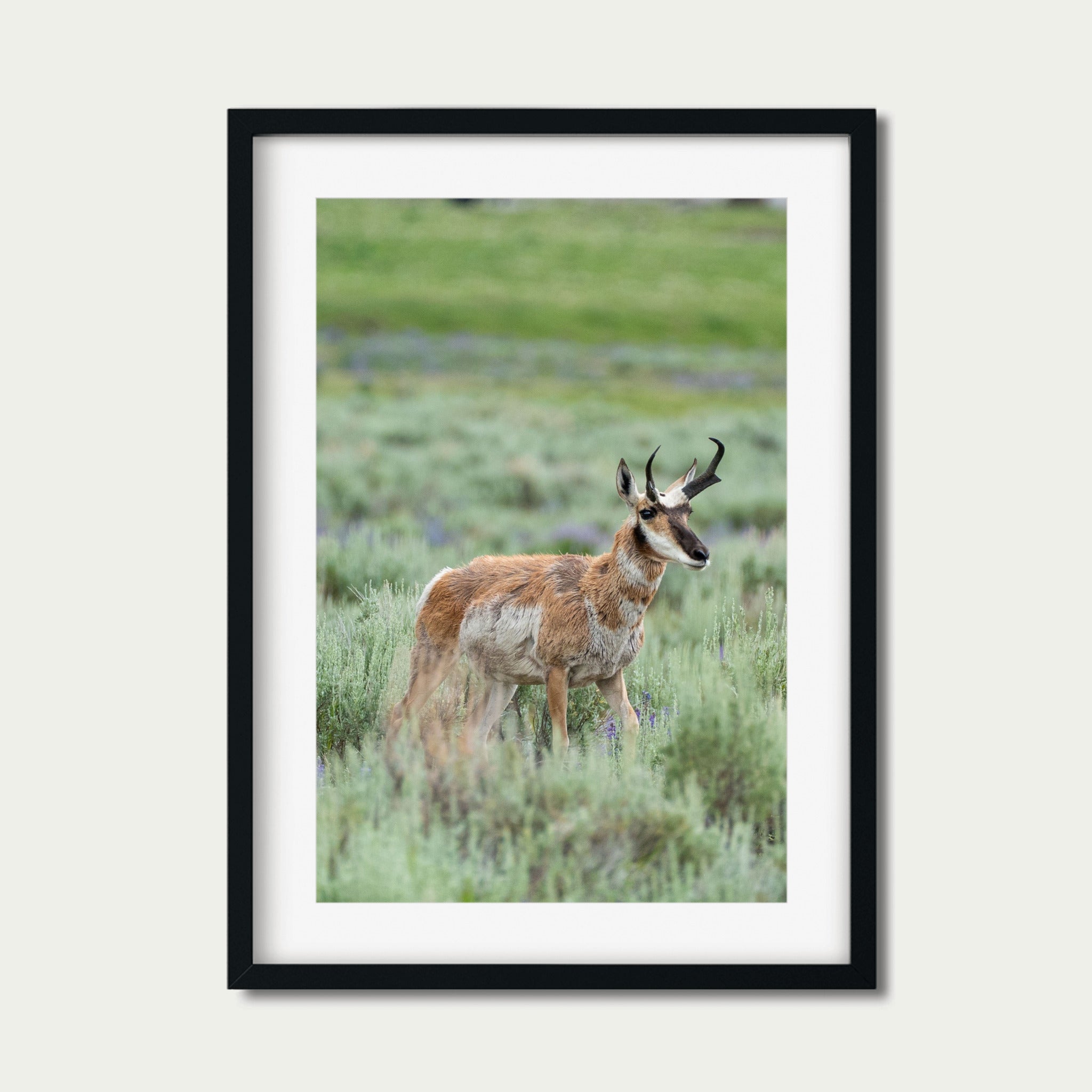 Where the Lupine Grows | Yellowstone Wildlife Fine Art Print