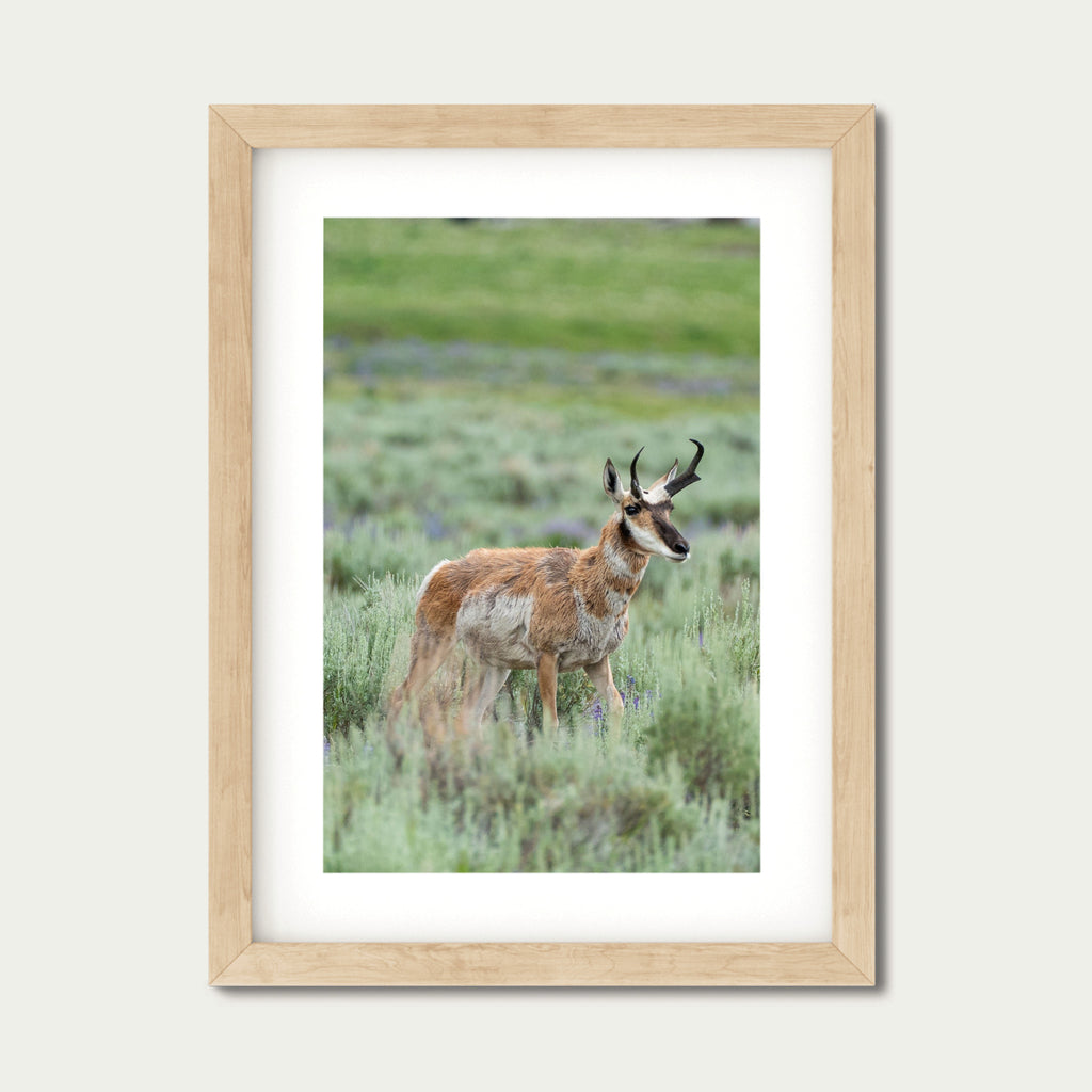 Where the Lupine Grows | Yellowstone Wildlife Fine Art Print