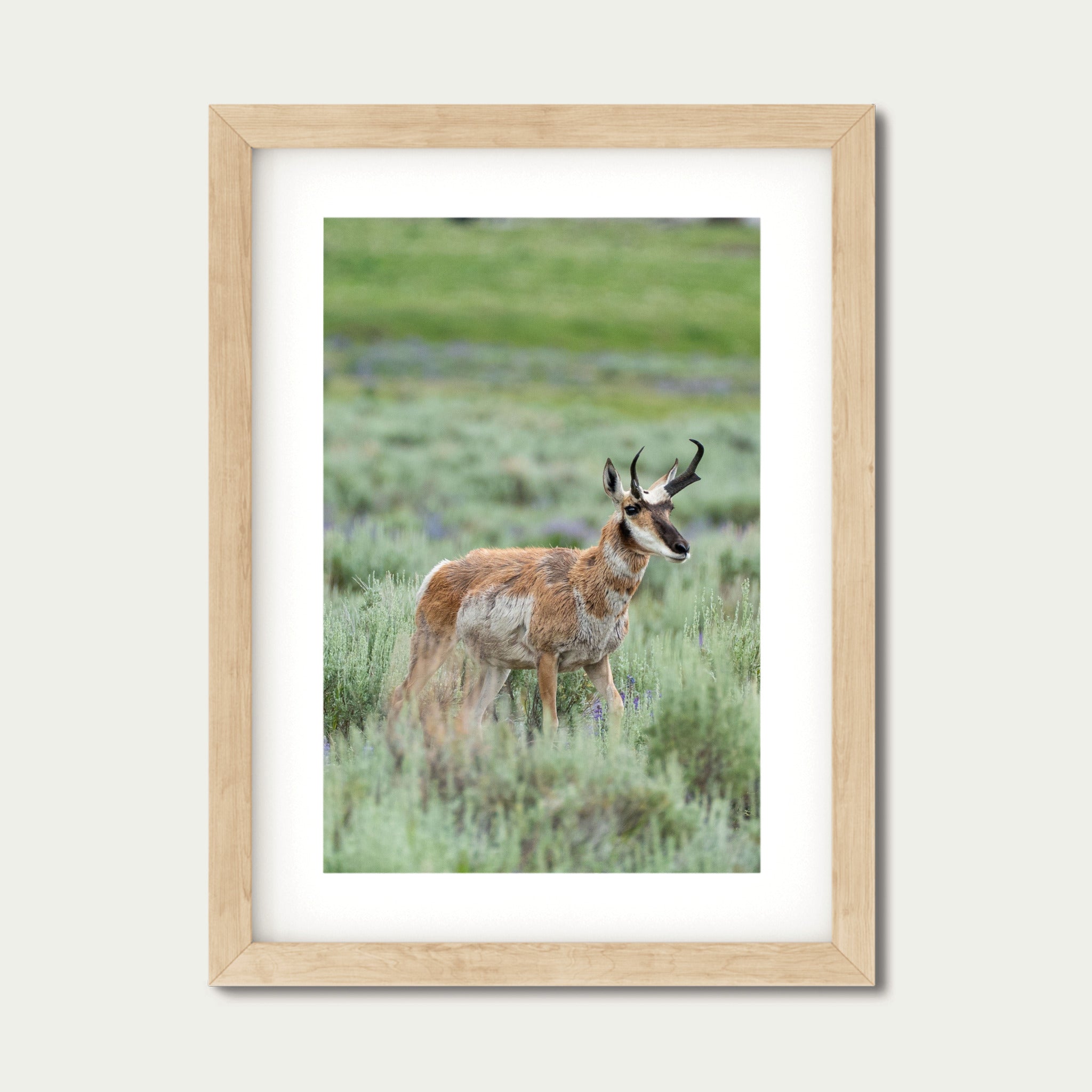 Where the Lupine Grows | Yellowstone Wildlife Fine Art Print