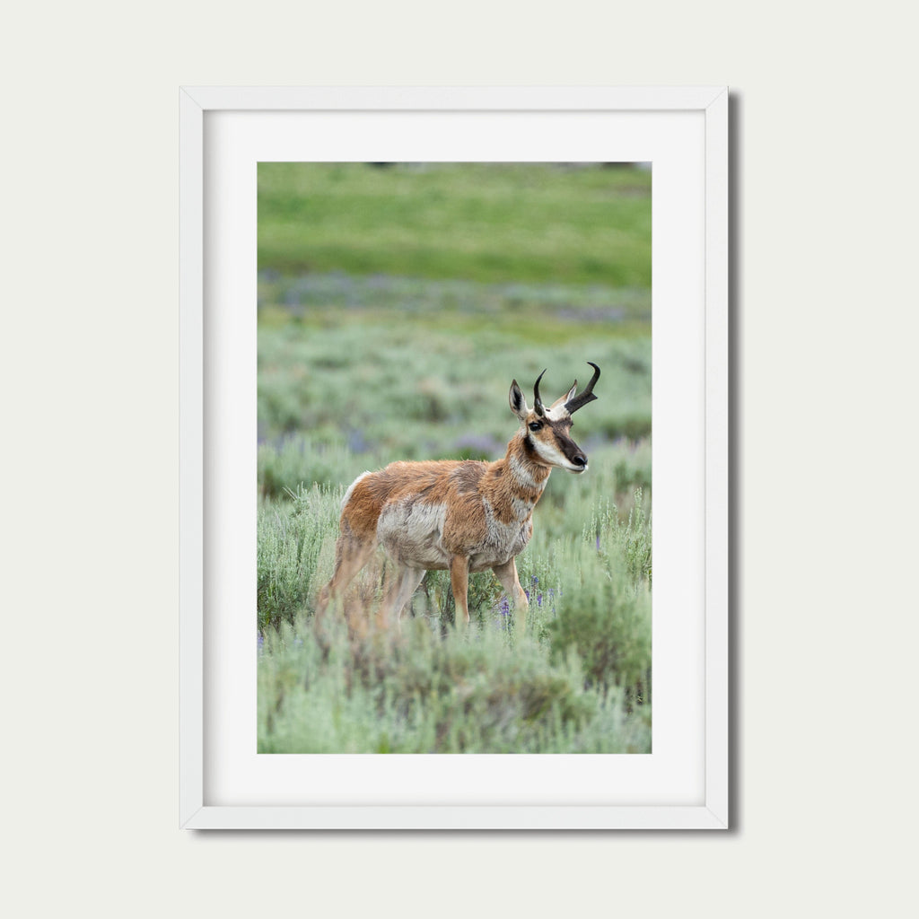 Where the Lupine Grows | Yellowstone Wildlife Fine Art Print