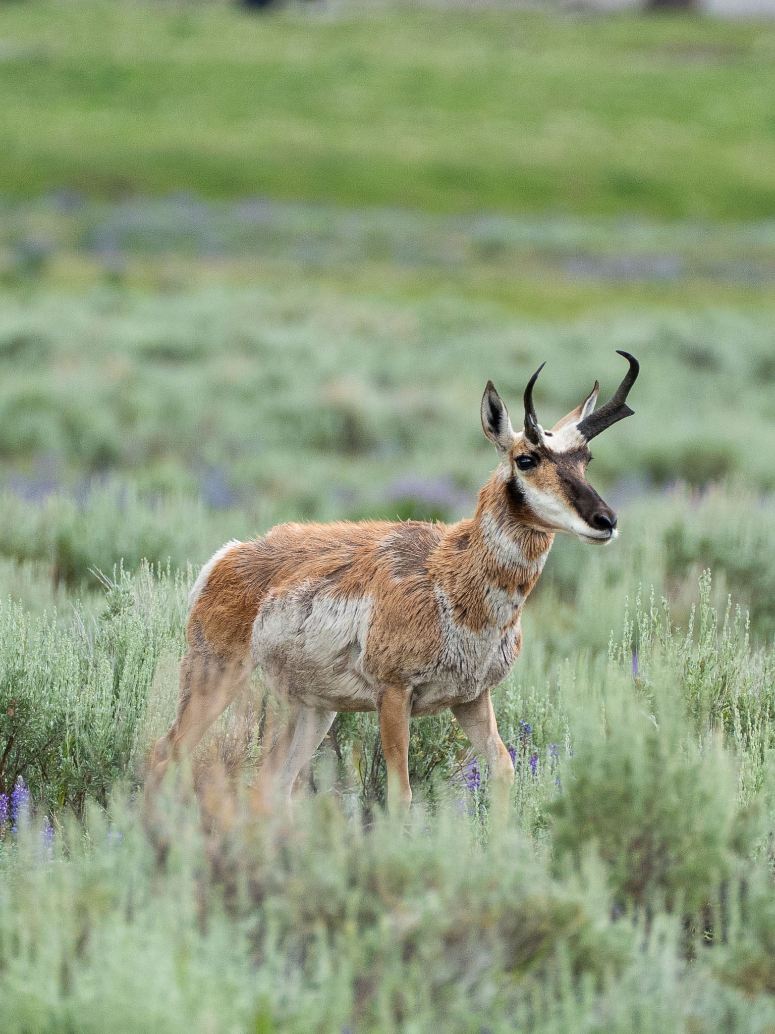 Where the Lupine Grows | Yellowstone Wildlife Fine Art Print