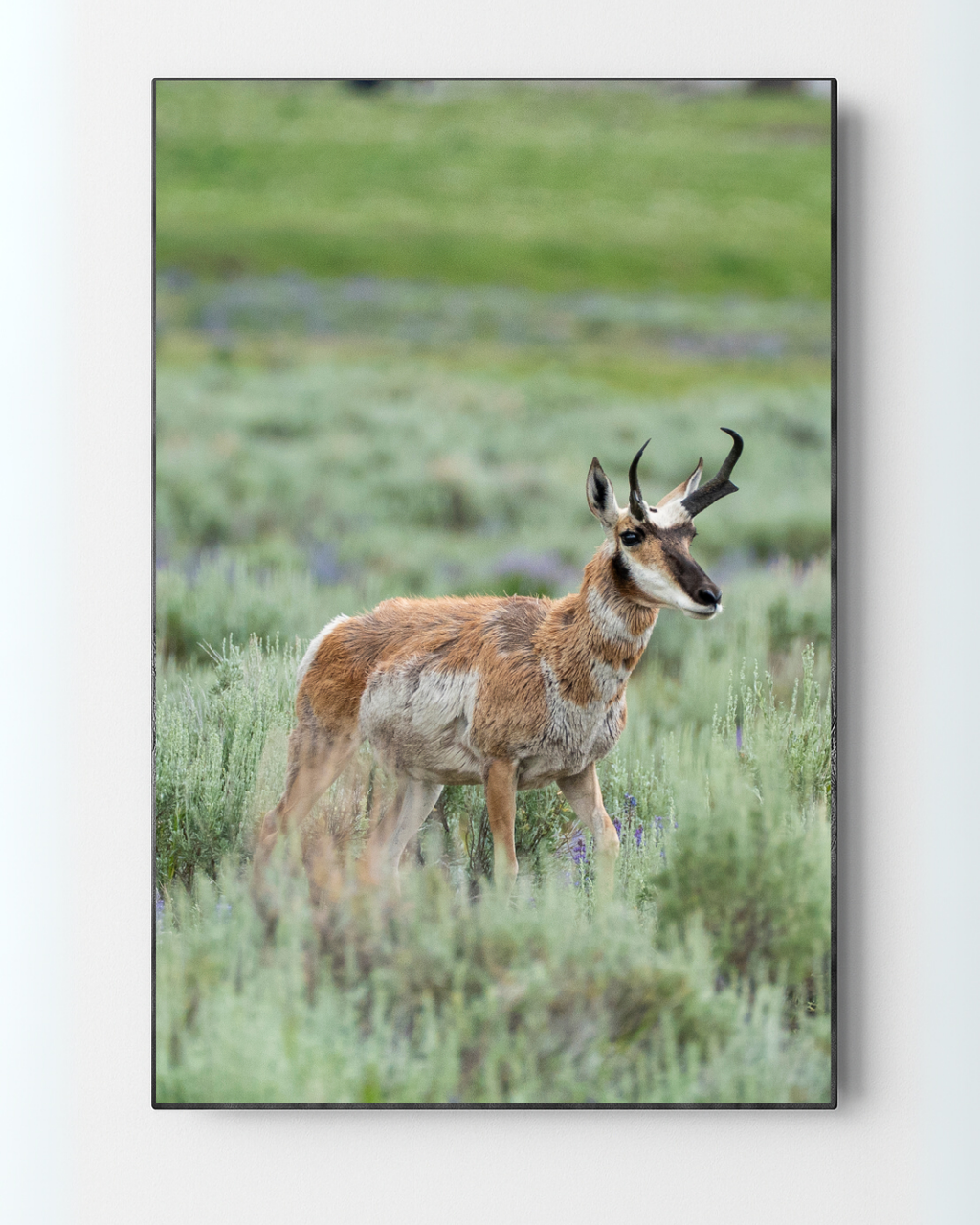 Where the Lupine Grows | Yellowstone Wildlife Fine Art Print