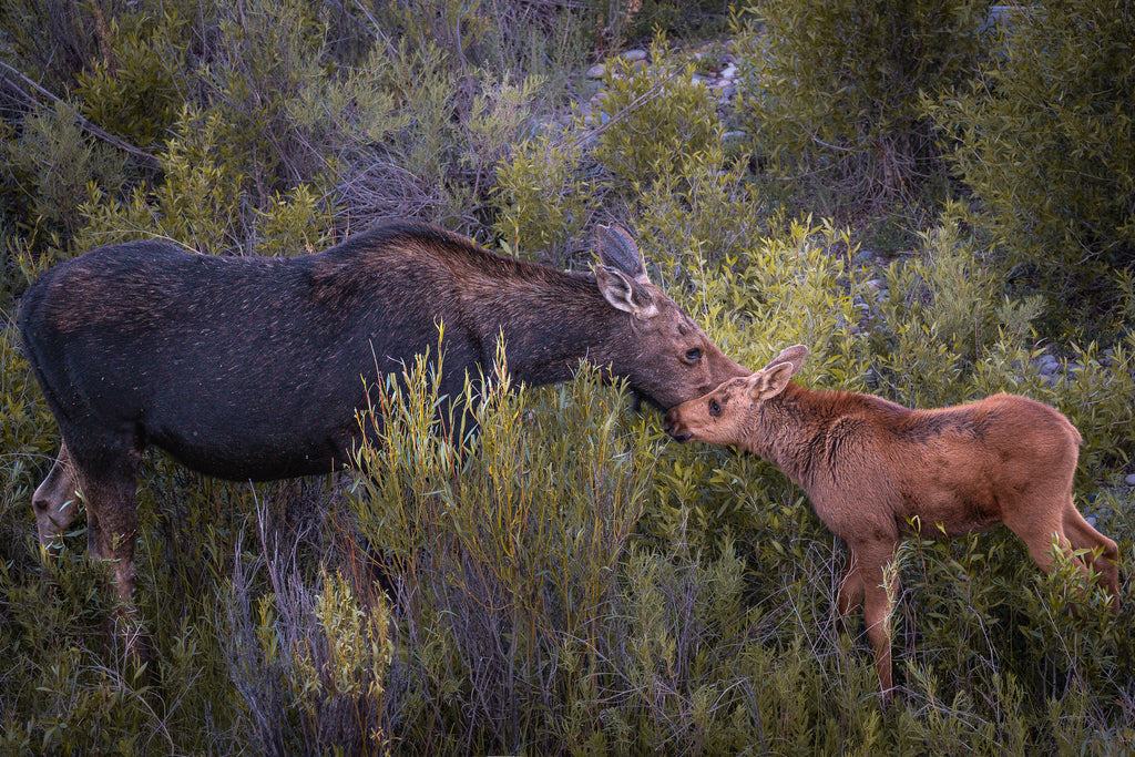 While You Still Need Me | Moose Fine Art Photography