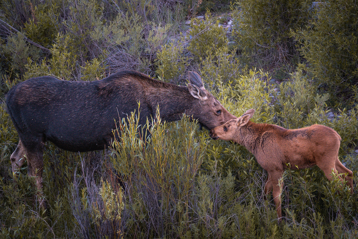 While You Still Need Me | Moose Fine Art Photography